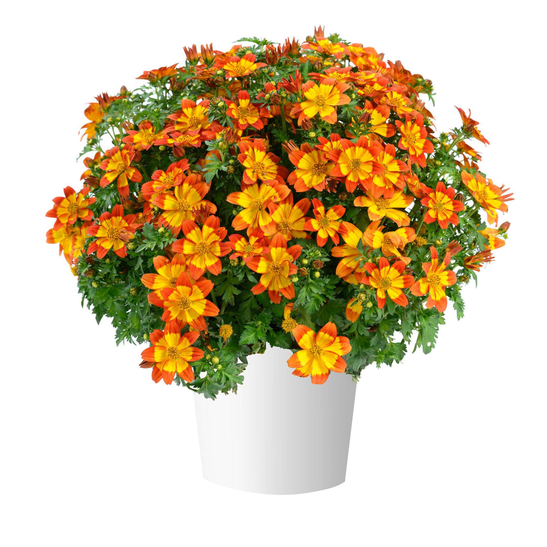 Bidens ferulifolia 'Blazing Flames' ~ Blazing™ Flames Bidens-ServeScape