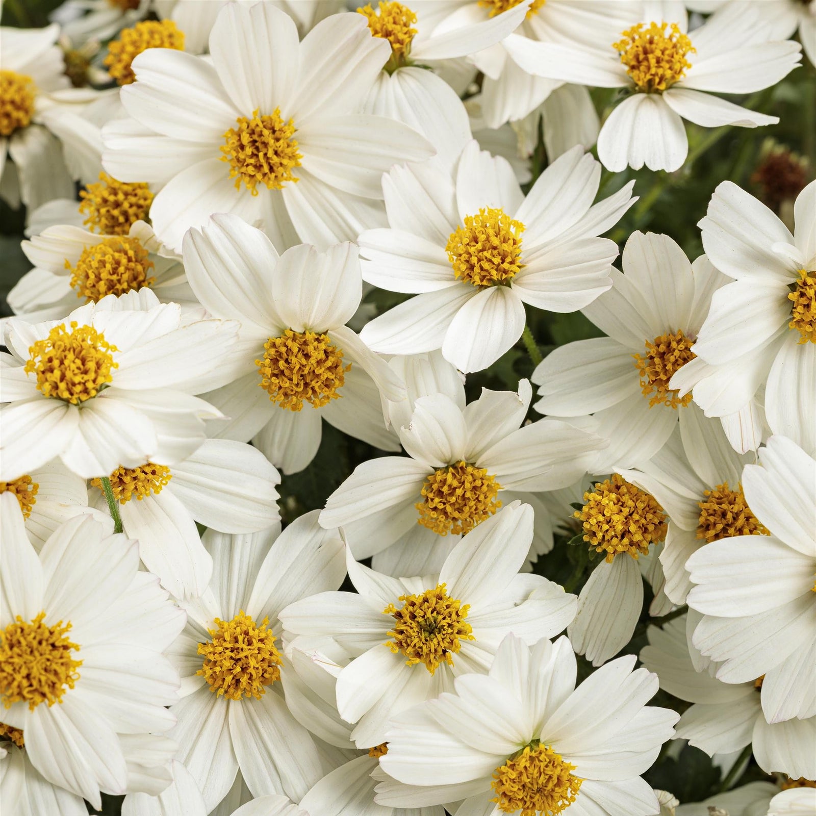 Bidens 'Campfire Marshmallow' ~ PW® Campfire® Marshmallow™ Bidens-ServeScape