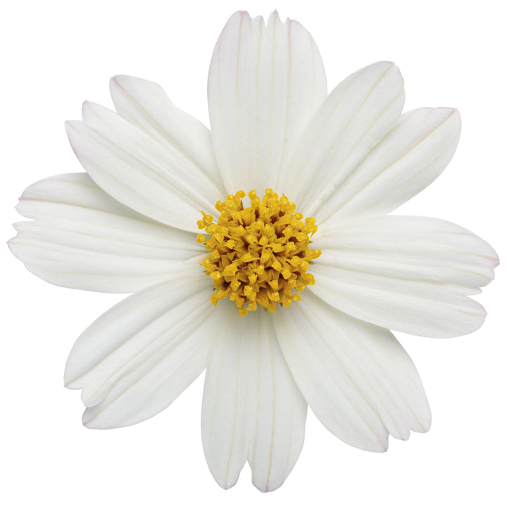 Bidens 'Campfire Marshmallow' ~ PW® Campfire® Marshmallow™ Bidens-ServeScape