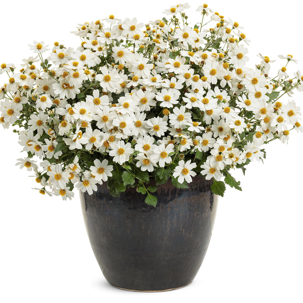 Bidens 'Campfire Marshmallow' ~ PW® Campfire® Marshmallow™ Bidens-ServeScape
