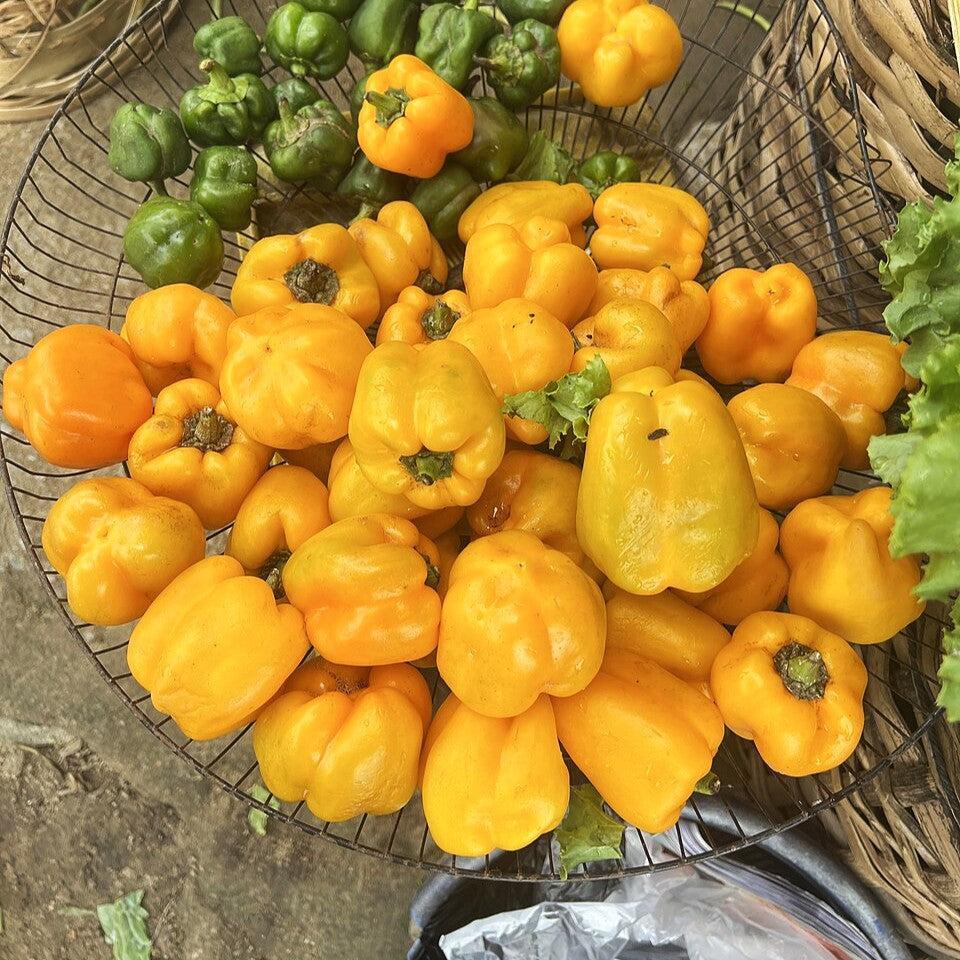 Capsicum annuum (Grossum Group) ~ Bell Pepper, yellow-ServeScape