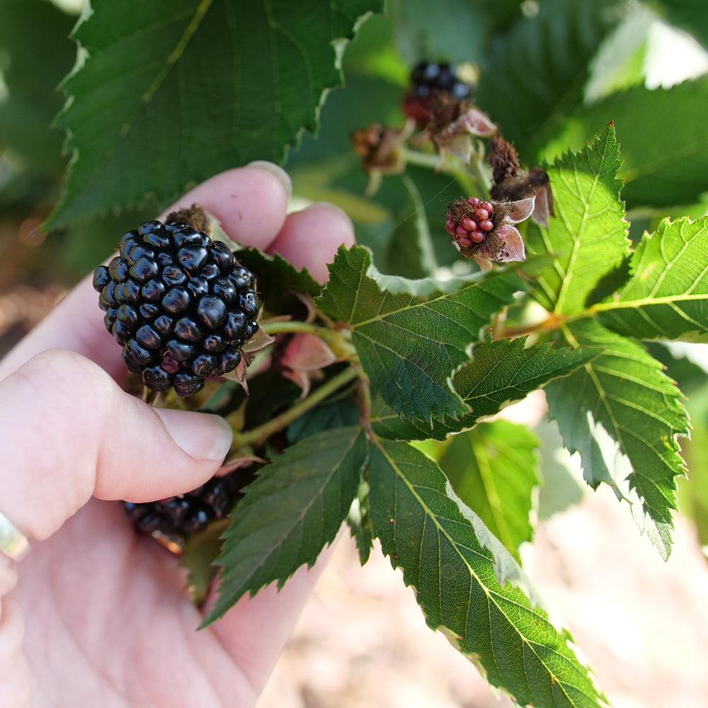 Rubus 'Ponca' PP33330 ~ Taste of Heaven™ Thornless Blackberry-ServeScape