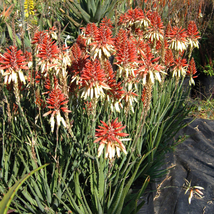 Aloe hybrid 'X5' PP23,267 ~ Safari Sunrise Aloe-ServeScape