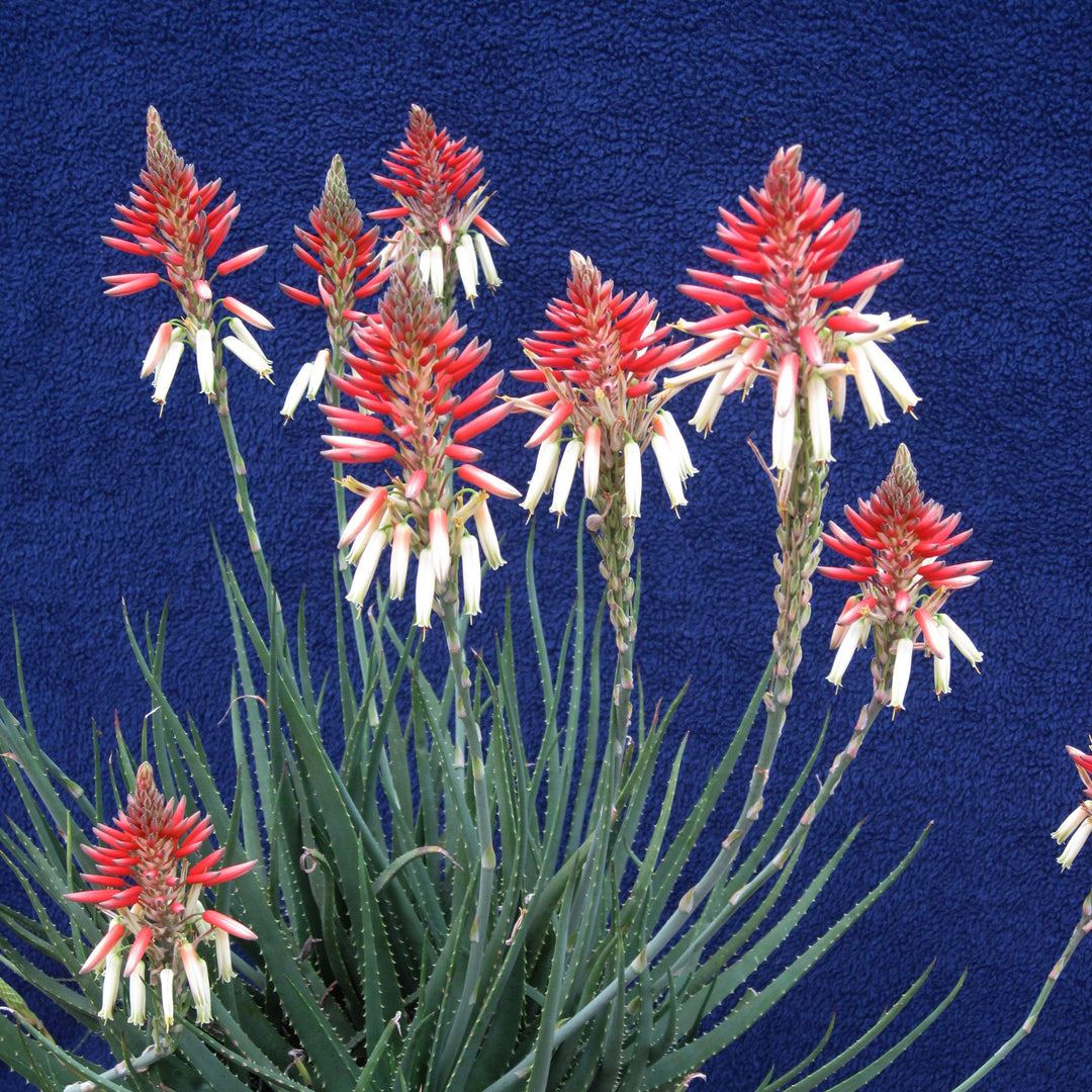 Aloe hybrid 'X5' PP23,267 ~ Safari Sunrise Aloe-ServeScape