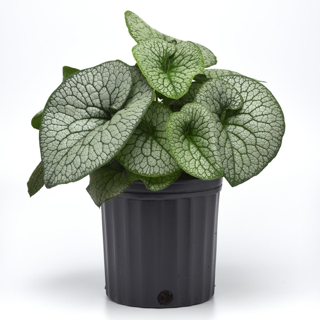 Brunnera macrophylla 'Frost King' ~ Frost King Siberian Bugloss-ServeScape