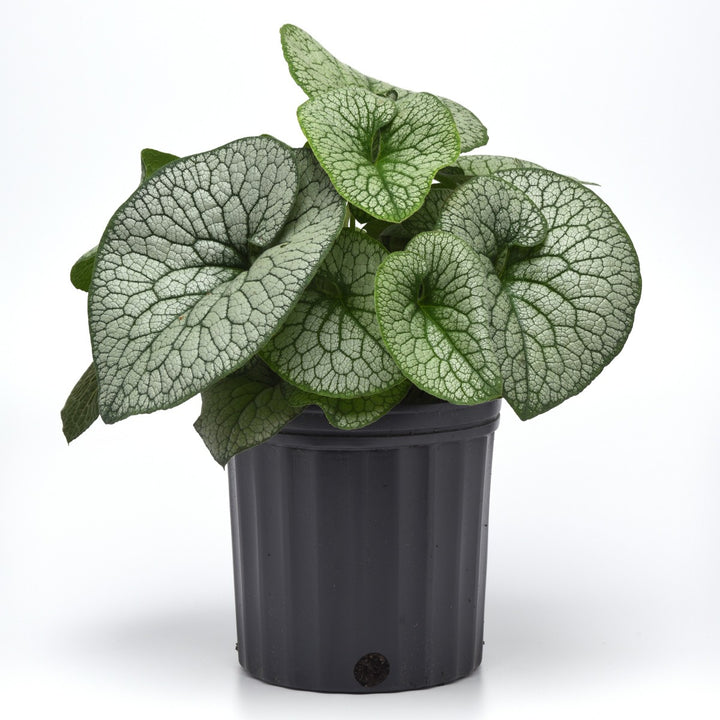 Brunnera macrophylla 'Frost King' ~ Frost King Siberian Bugloss-ServeScape