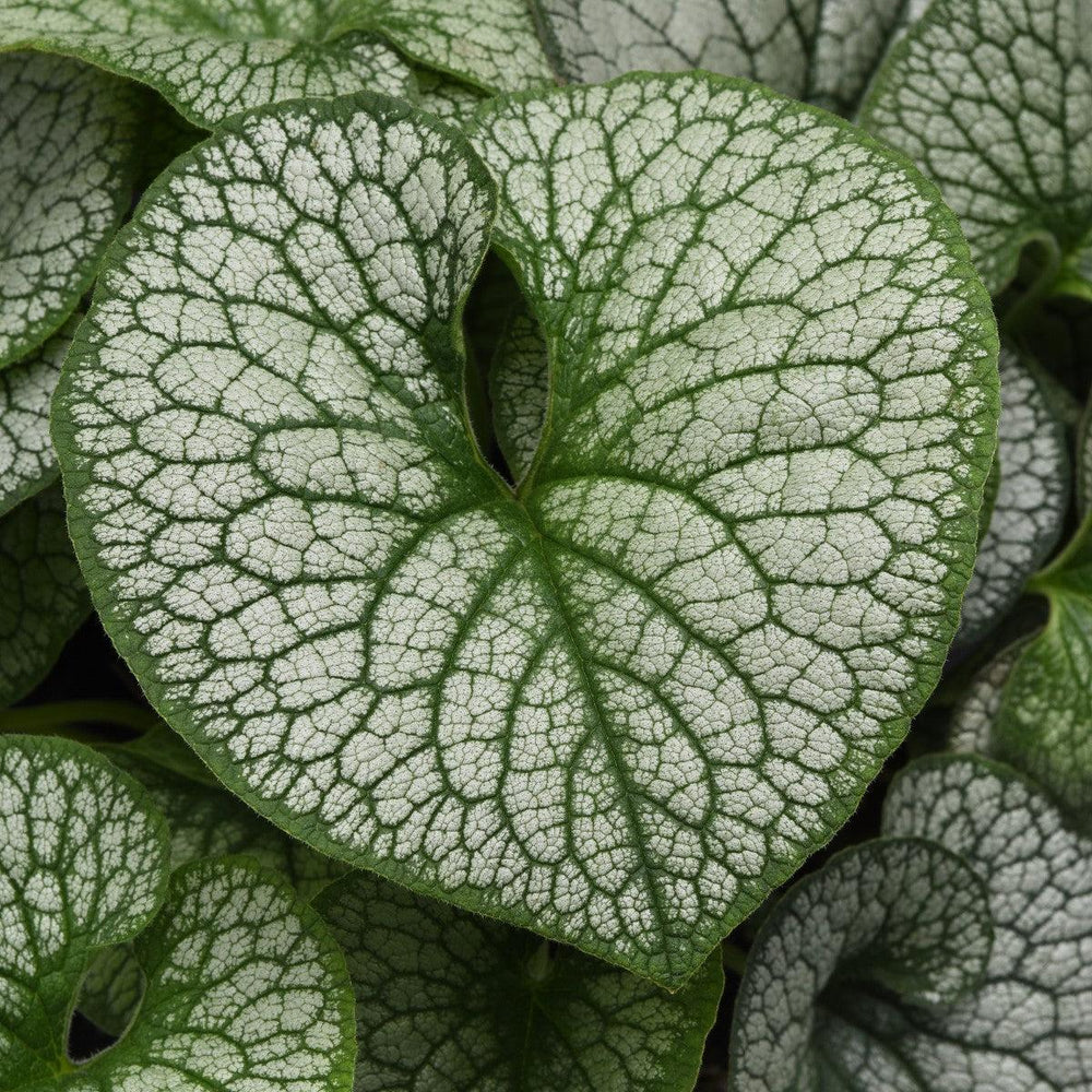 Brunnera macrophylla 'Frost King' ~ Frost King Siberian Bugloss-ServeScape