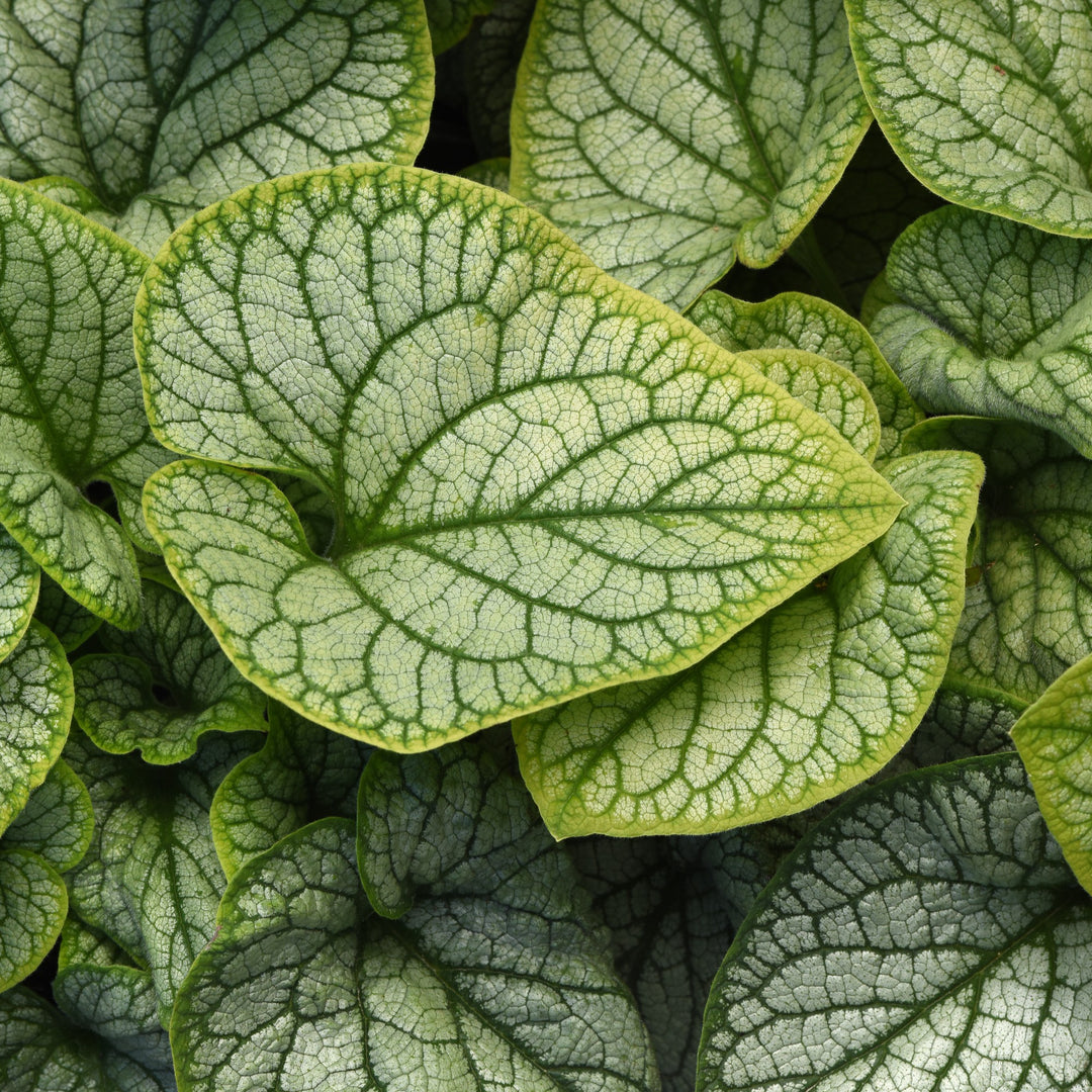 Brunnera macrophylla 'Balbrufline' PP 36,281 ~ Frostline Siberian Bugloss-ServeScape