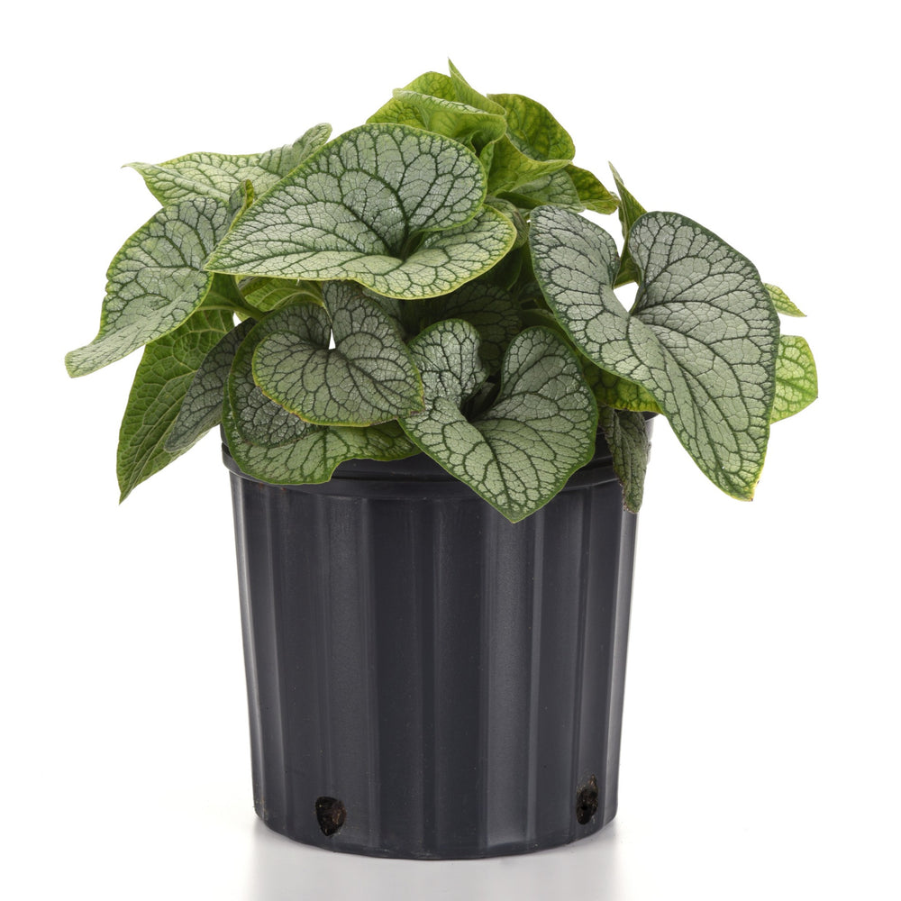 Brunnera macrophylla 'Balbrufline' PP 36,281 ~ Frostline Siberian Bugloss-ServeScape