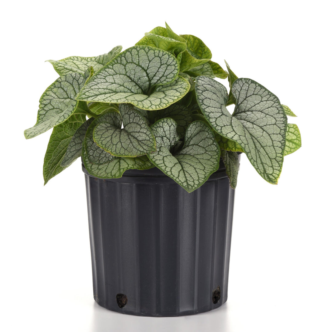 Brunnera macrophylla 'Balbrufline' PP 36,281 ~ Frostline Siberian Bugloss-ServeScape