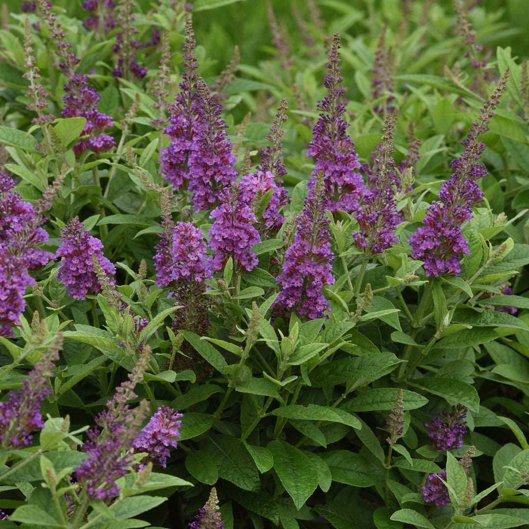 Buddleia 'Balchrylu' ~ Chrysalis™ Blue Butterfly Bush-ServeScape