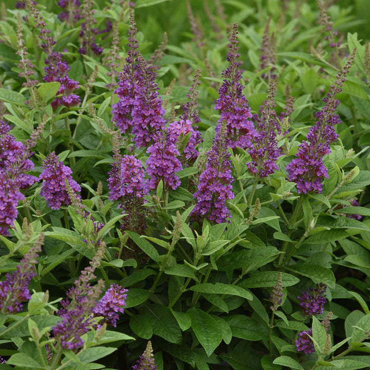 Buddleia 'Balchrylu' ~ Chrysalis™ Blue Butterfly Bush-ServeScape