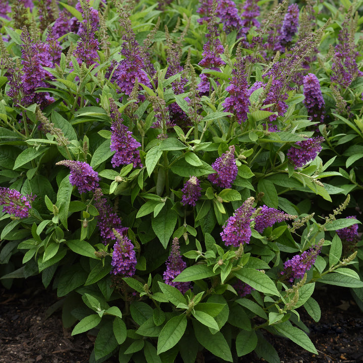 Buddleia 'Balchrylu' ~ Chrysalis™ Blue Butterfly Bush-ServeScape