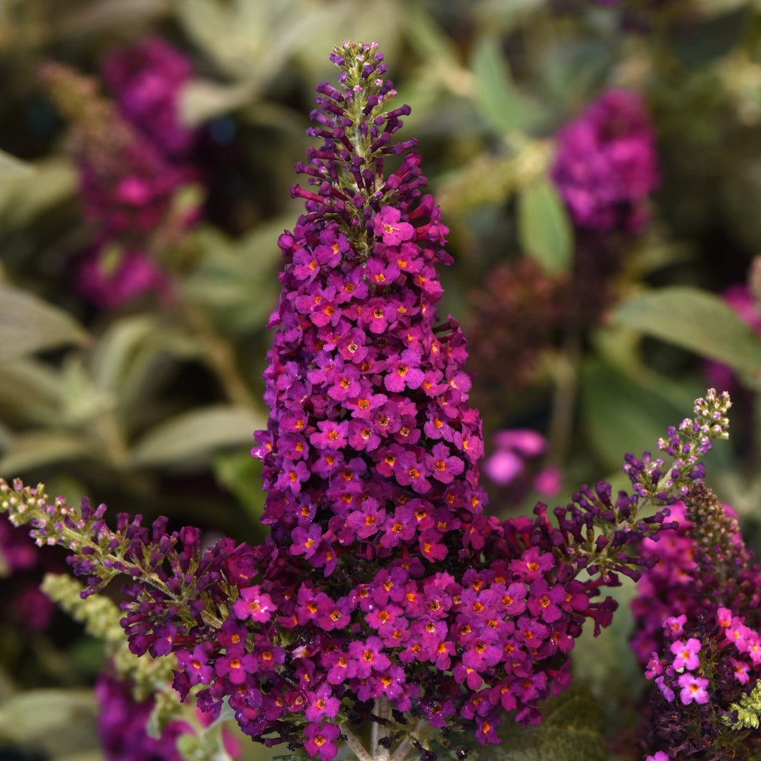 Buddleia 'Balchryran' ~Chrysalis™ Cranberry Butterfly Bush-ServeScape