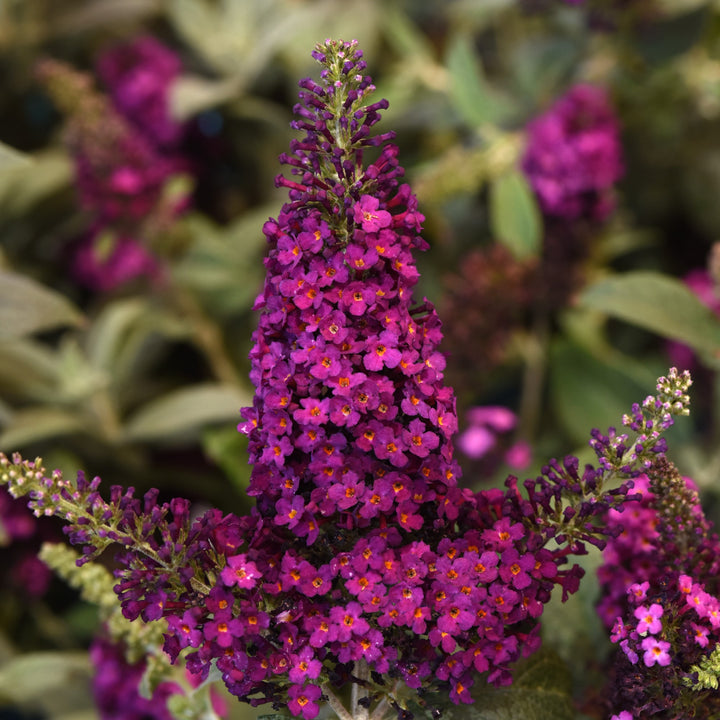 Buddleia 'Balchryran' ~Chrysalis™ Cranberry Butterfly Bush-ServeScape