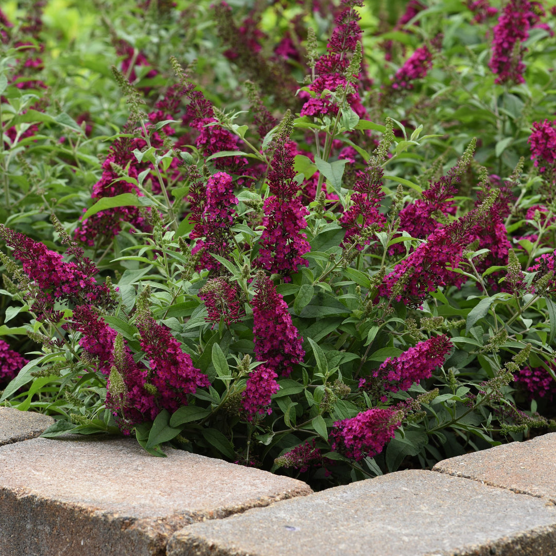 Buddleia 'Balchryran' ~Chrysalis™ Cranberry Butterfly Bush-ServeScape