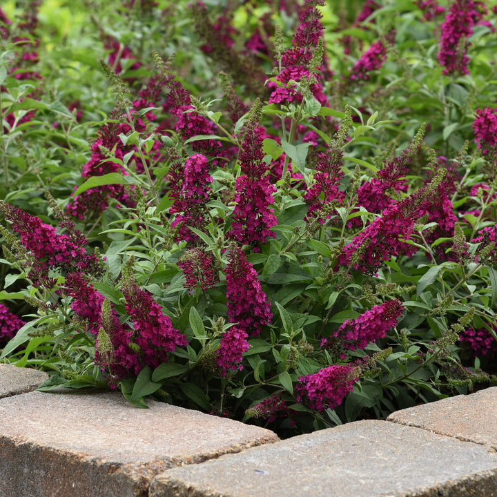 Buddleia 'Balchryran' ~Chrysalis™ Cranberry Butterfly Bush-ServeScape