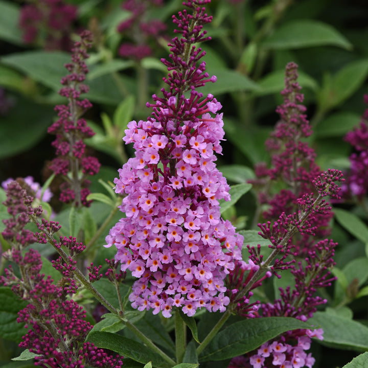 Buddleia 'Balchryink' ~ Chrysalis™ Pink Butterfly Bush-ServeScape