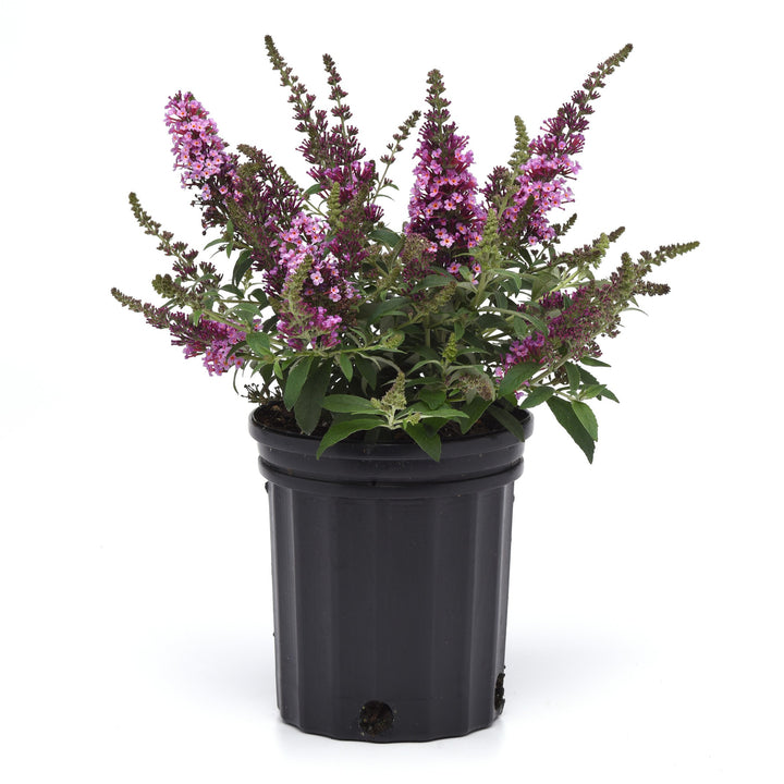 Buddleia 'Balchryink' ~ Chrysalis™ Pink Butterfly Bush-ServeScape