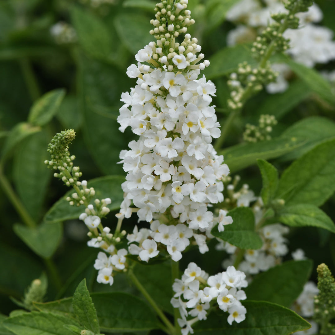 Buddleia 'Balchryite' ~ Chrysalis™ White Butterfly Bush-ServeScape