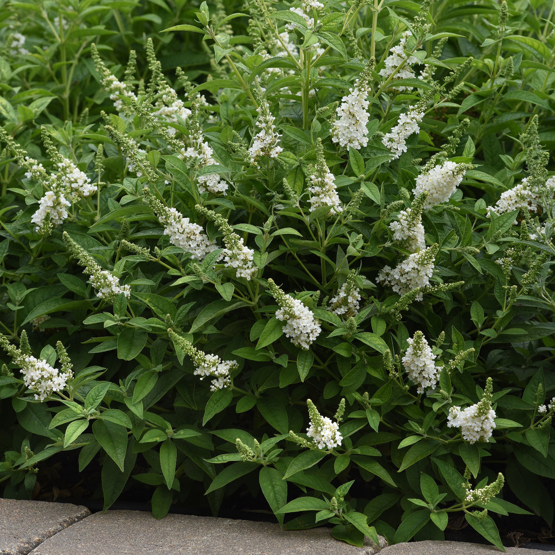 Buddleia 'Balchryite' ~ Chrysalis™ White Butterfly Bush-ServeScape