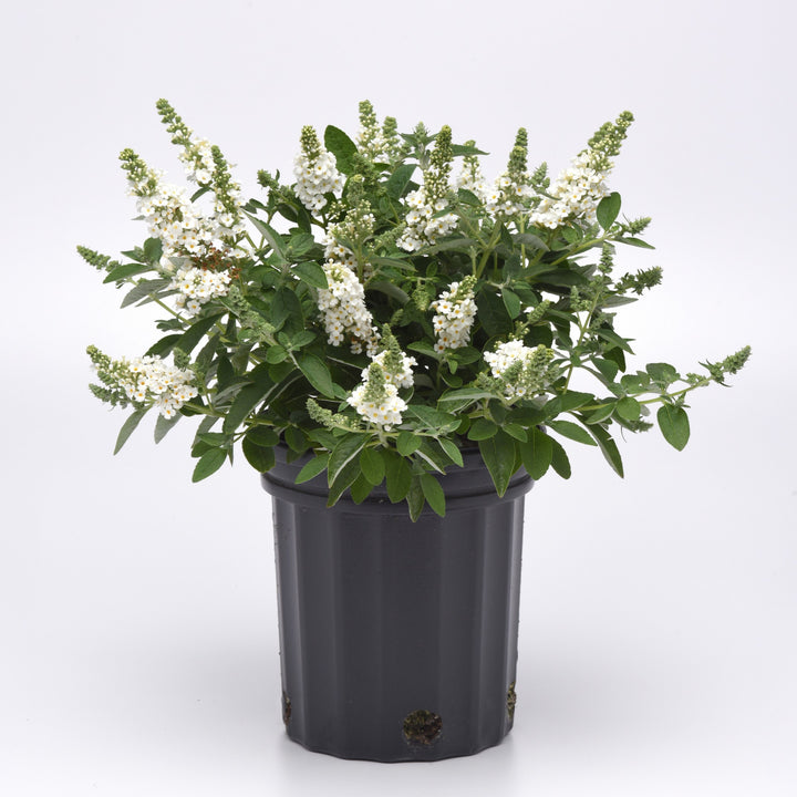 Buddleia 'Balchryite' ~ Chrysalis™ White Butterfly Bush-ServeScape