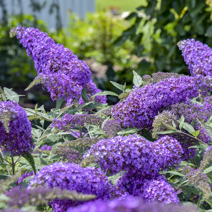 Buddleia davidii 'Violet Cascade' ~ Violet Cascade Butterfly Bush-ServeScape