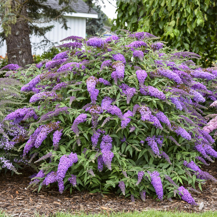 Buddleia davidii 'Violet Cascade' ~ Violet Cascade Butterfly Bush-ServeScape