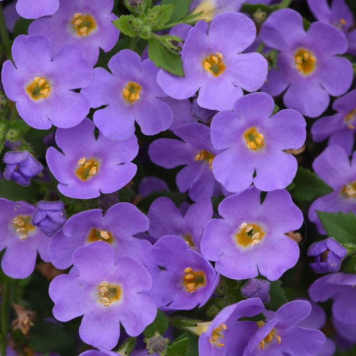 Sutera cordata 'Balverlu' ~ Versa™ Blue Bacopa-ServeScape