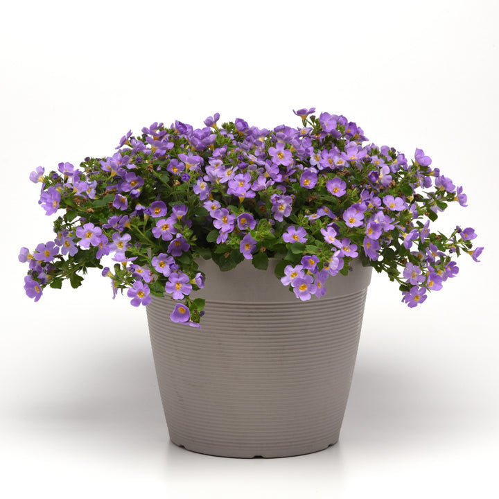 Sutera cordata 'Balverlu' ~ Versa™ Blue Bacopa-ServeScape