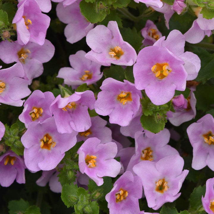 Sutera cordata 'Balverpine' ~ Versa™ Pink Shine Bacopa-ServeScape
