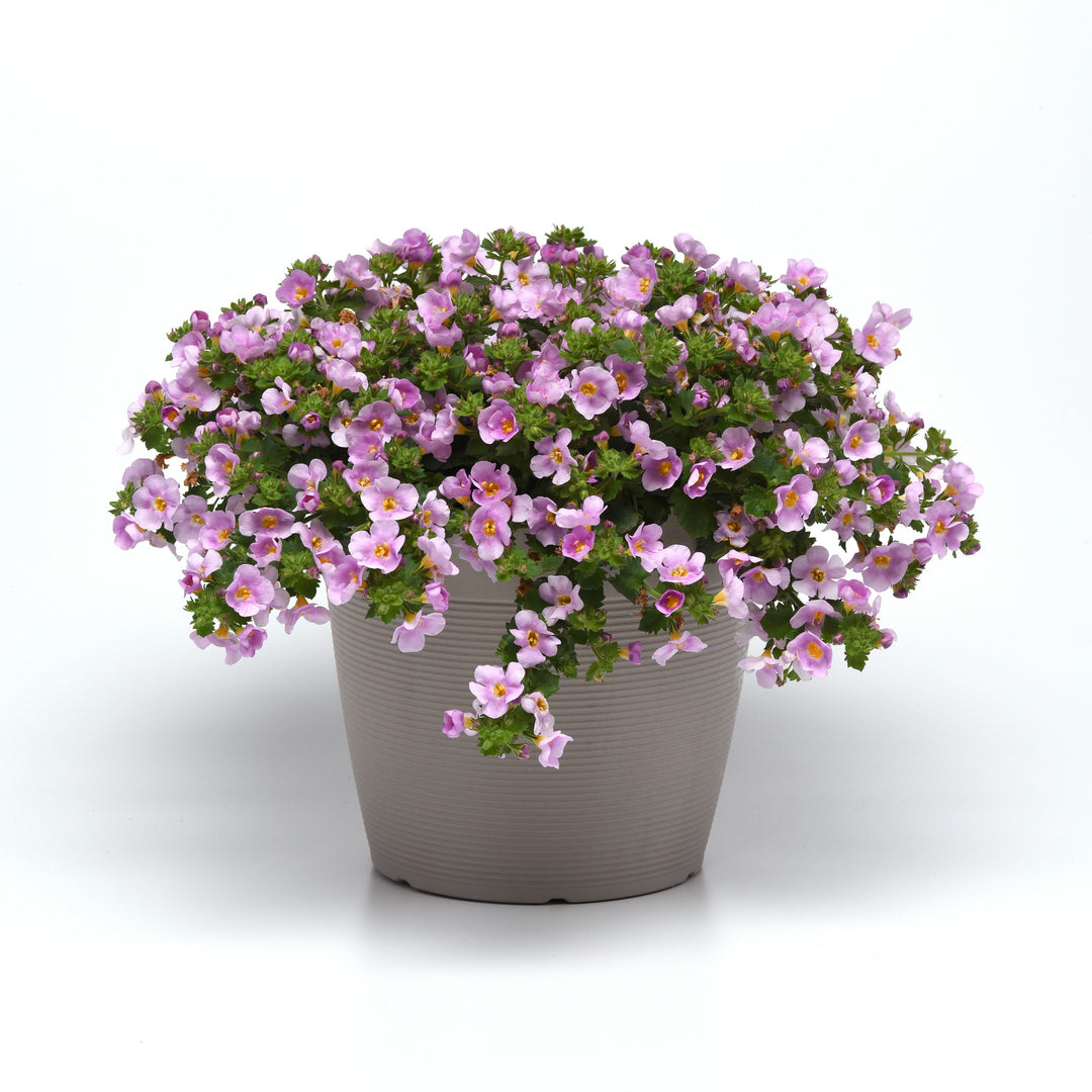 Sutera cordata 'Balverpine' ~ Versa™ Pink Shine Bacopa-ServeScape