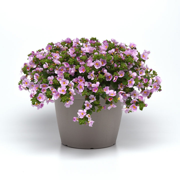 Sutera cordata 'Balverpine' ~ Versa™ Pink Shine Bacopa-ServeScape