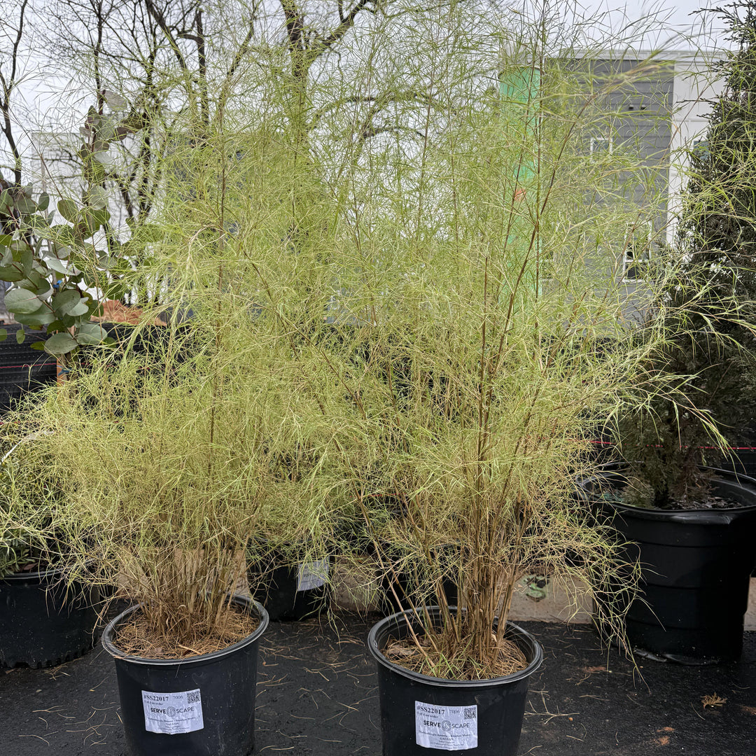 Muhlenbergia dumosa ~ Bamboo Muhly-ServeScape