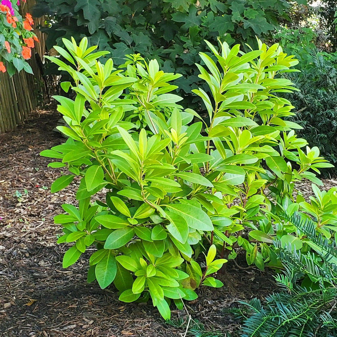 Illicium parviflorum 'PIIIP-I' ~ First Editions® Bananappeal® Yellow Anise-ServeScape