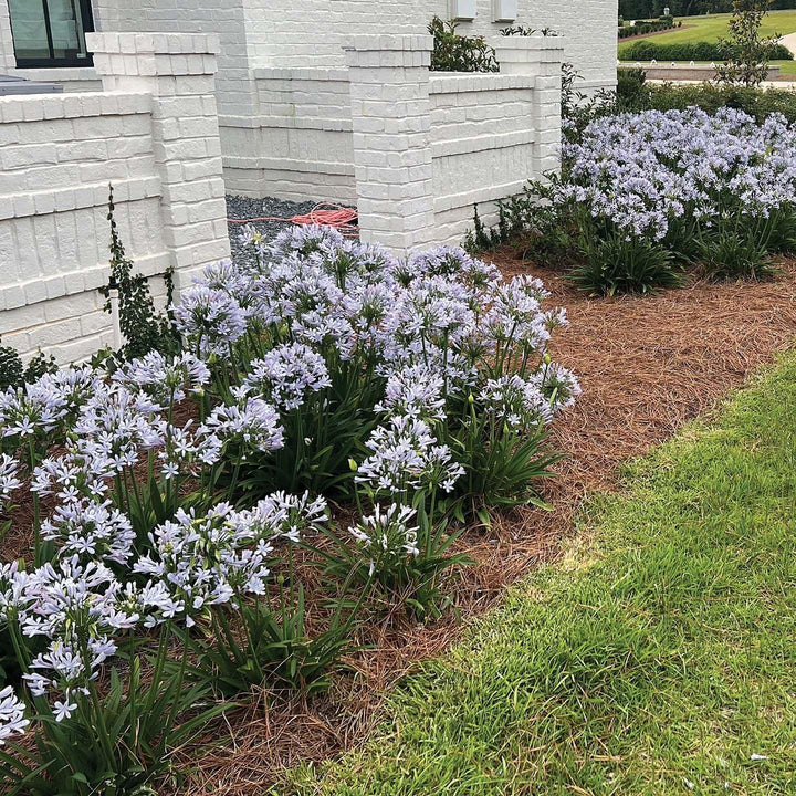 Agapanthus praecox 'Barley Blue' ~ Straight A® Barley Blue Agapanthus-ServeScape