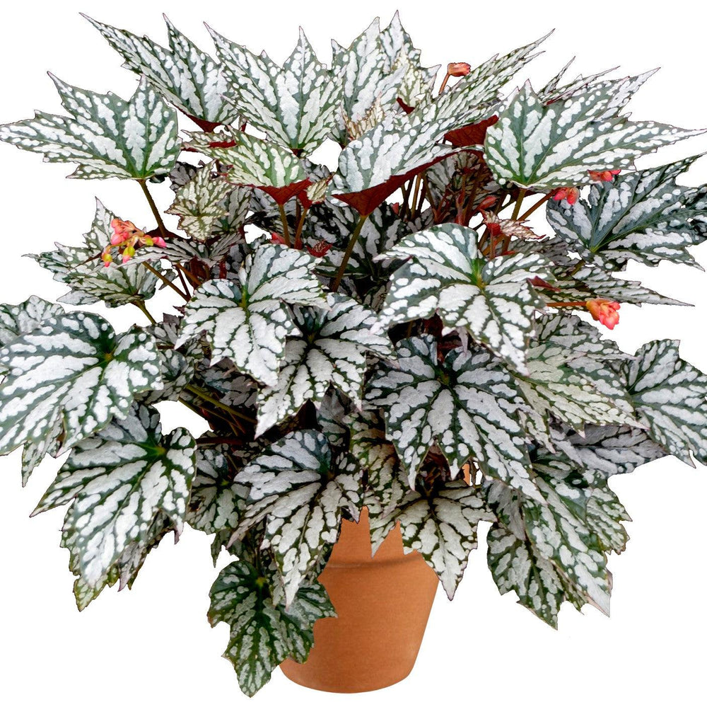 Begonia 'Jolly Holly' ~ Holiday™ Jolly Holly Begonia-ServeScape