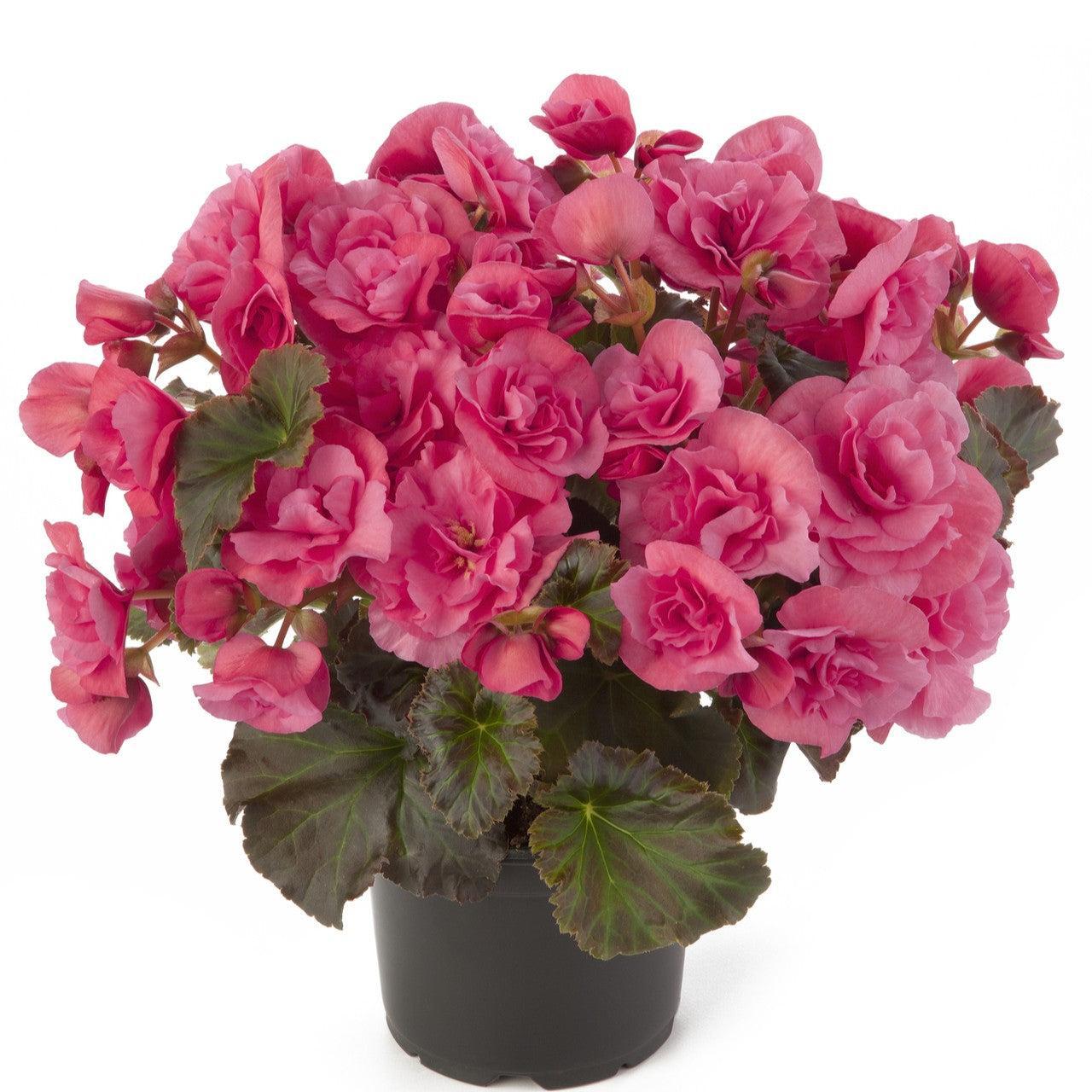 Begonia x hiemalis 'Solenia Light Pink' ~ Solenia® Light Pink Rieger Begonia-ServeScape