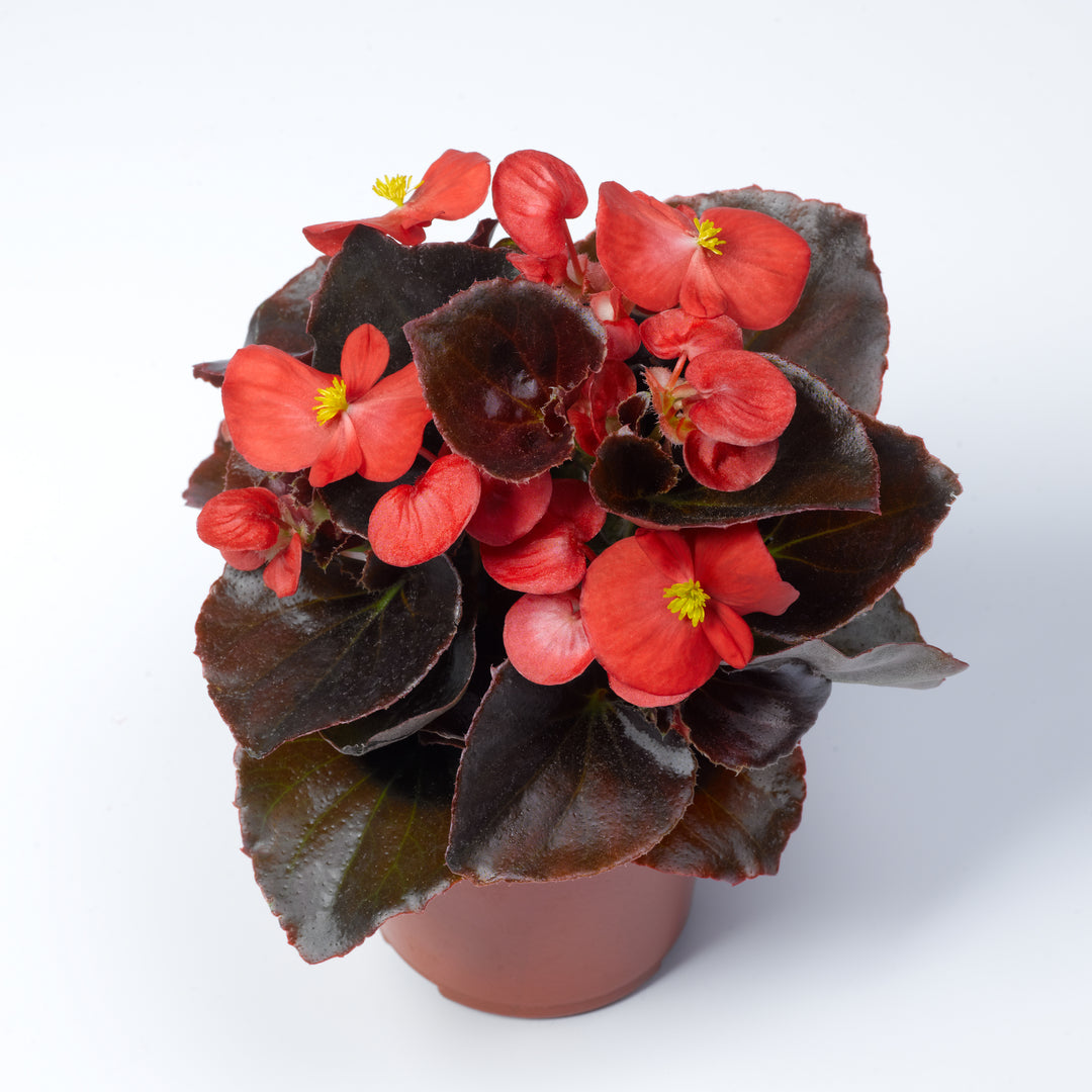 Begonia semperflorens-cultorum 'Eukera Bronze Scarlet' ~ Eureka™ Bronze Scarlet Begonia-ServeScape