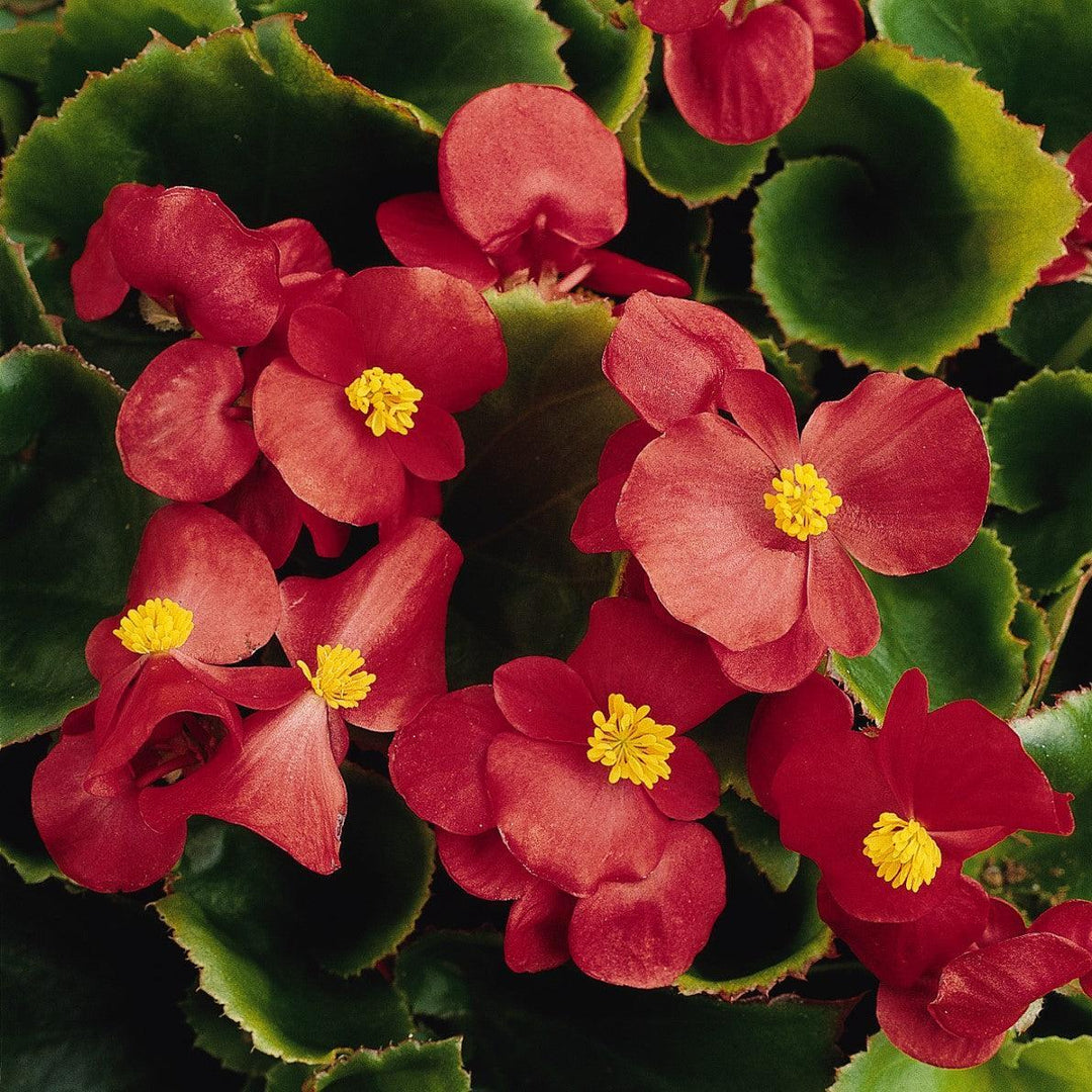 Begonia semperflorens 'Prelude Scarlet' ~ Prelude Scaret Begonia-ServeScape