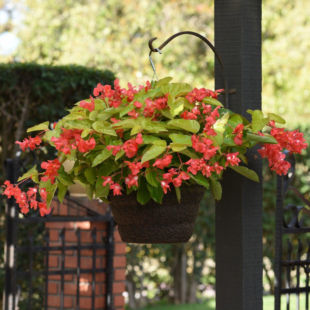 Begonia x hybrida 'Canary Wing' ~ Canary Wing Begonia-ServeScape
