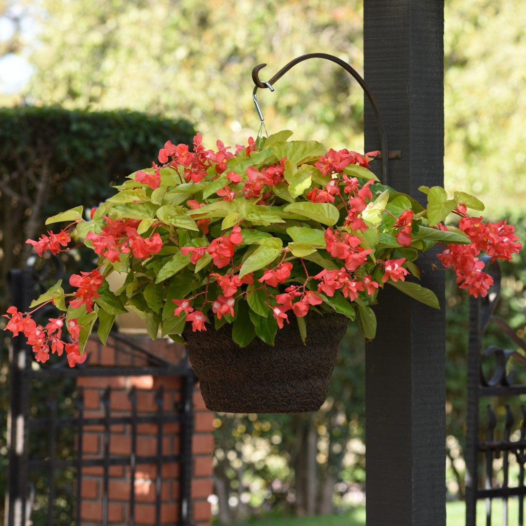Begonia x hybrida 'Canary Wing' ~ Canary Wing Begonia-ServeScape