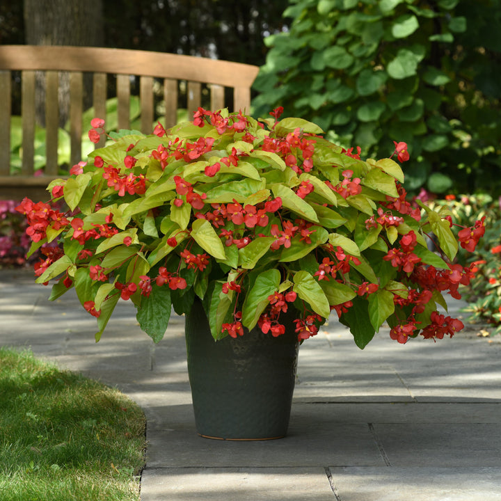 Begonia x hybrida 'Canary Wing' ~ Canary Wing Begonia-ServeScape