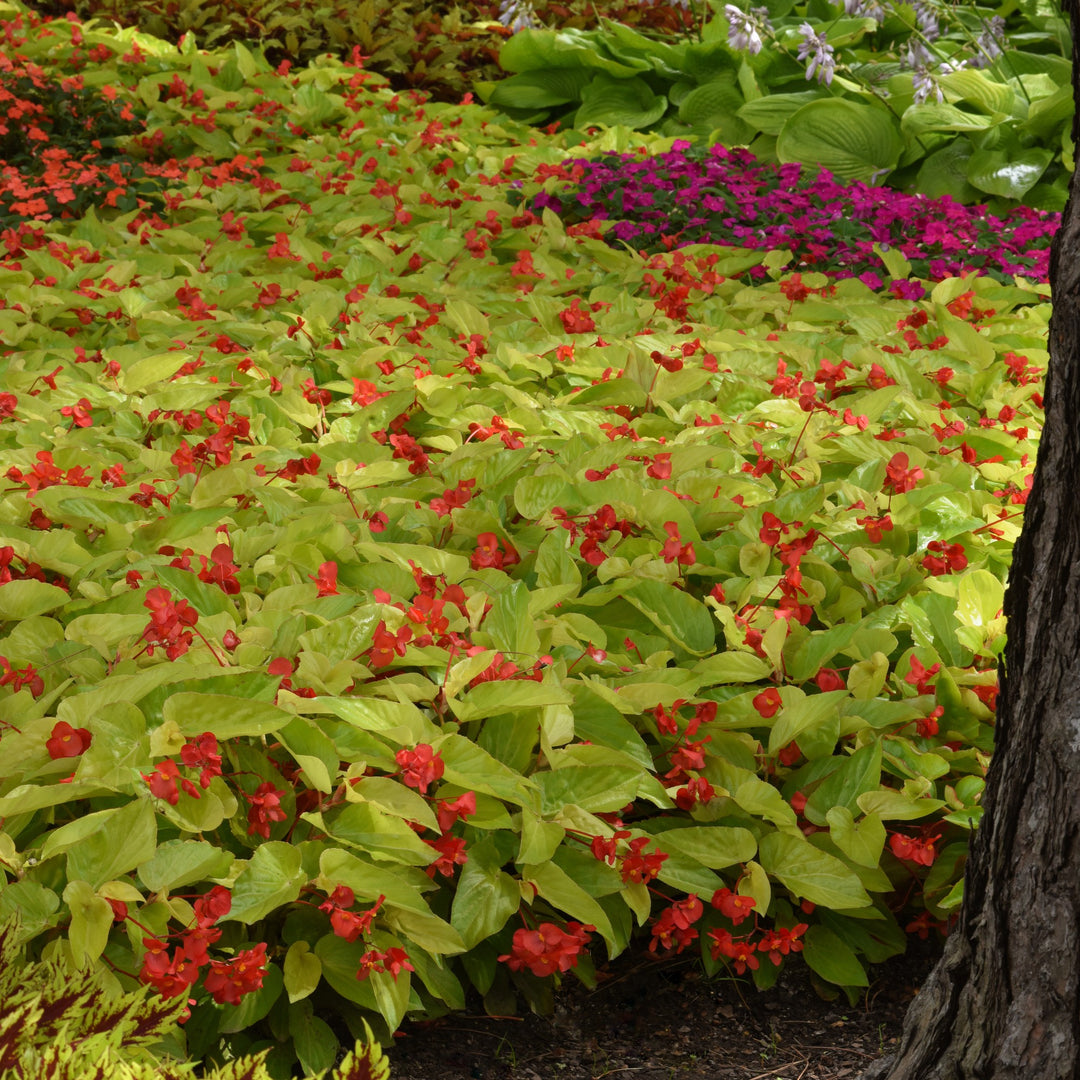 Begonia x hybrida 'Canary Wing' ~ Canary Wing Begonia-ServeScape