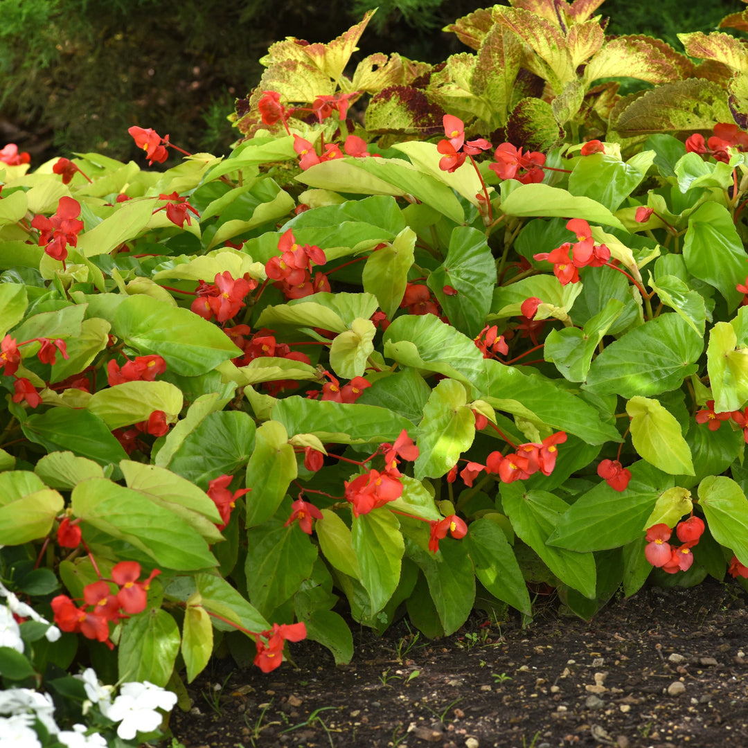 Begonia x hybrida 'Canary Wing' ~ Canary Wing Begonia-ServeScape