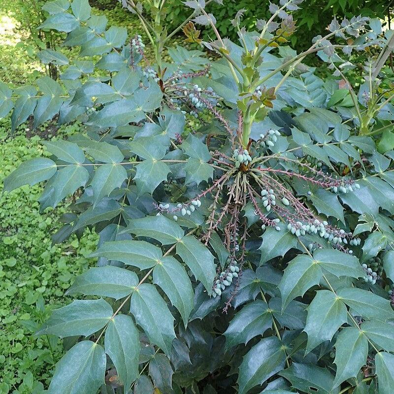 Mahonia bealei ~ Leatherleaf Mahonia-ServeScape