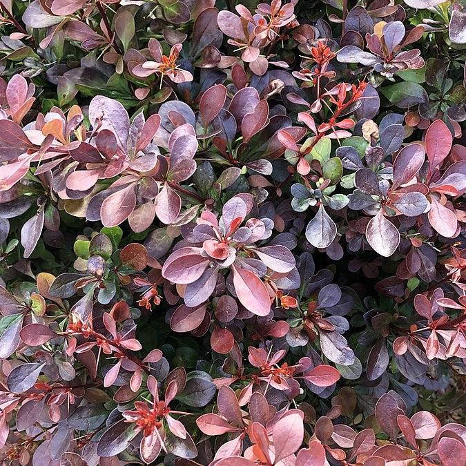 Berberis thunbergii atropurpurea 'Moretti Select' ~ Cabernet® Barberry-ServeScape