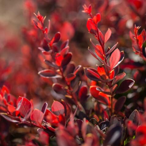 Berberis thunbergii 'BailElla' ~ First Editions® Lambrusco™ Barberry-ServeScape