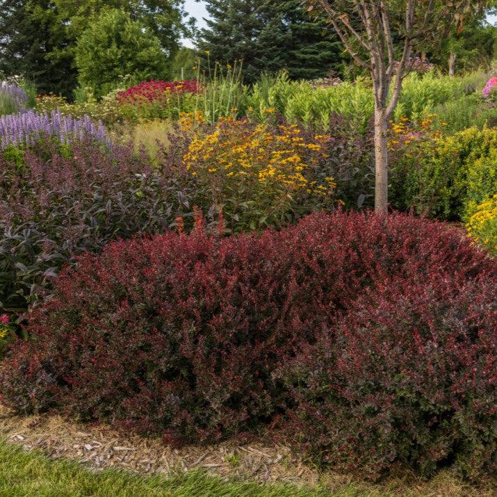 Berberis thunbergii 'BailElla' ~ First Editions® Lambrusco™ Barberry-ServeScape