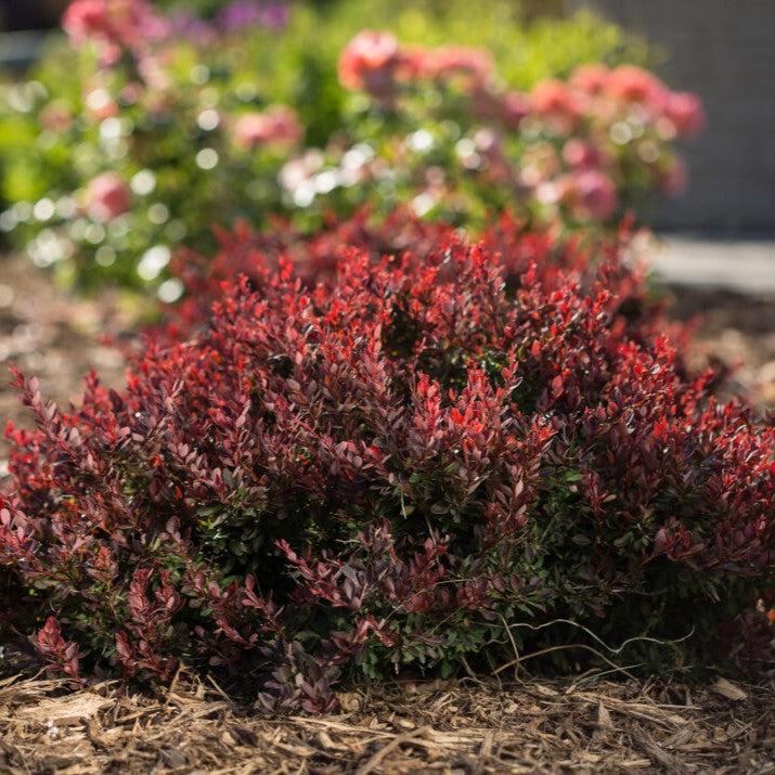 Berberis thunbergii 'BailElla' ~ First Editions® Lambrusco™ Barberry-ServeScape